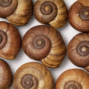 Land Snail Shells