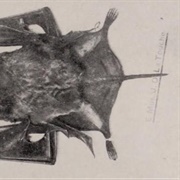 La Touche's Free-Tailed Bat