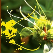 Measles Mumps Rubella - Fantastic Success