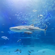 Osaka Aquarium Kaiyukan, Japan
