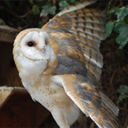 Small Breeds Farm &amp; Owl Centre Herefordshire