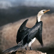 Little Pied Cormorant