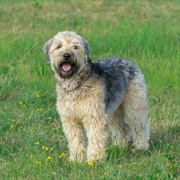Soft Coated Wheaten Terrier