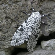 Giant Leopard Moth