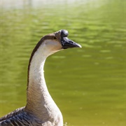 Swan Goose