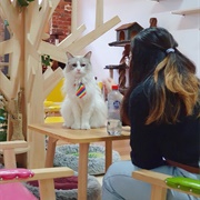 Cat Café, Melbourne, Australia