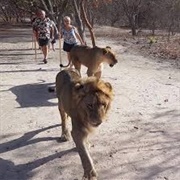 Walk With Lions, Fathala Wildlife Reserve, Senegal