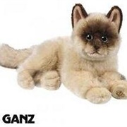 Signature Ragdoll Cat