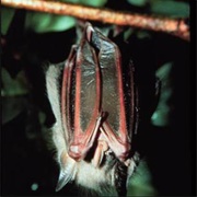 Red Fruit Bat