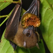 Lesser Naked-Backed Fruit Bat