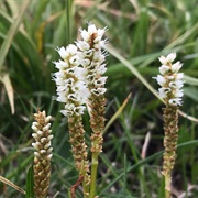 Alpine Bistort (Bistorta Vivipara)