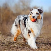 Australian Shepherd