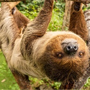 Busch Gardens Tampa Bay, Florida, USA