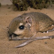 Heermann's Kangaroo Rat
