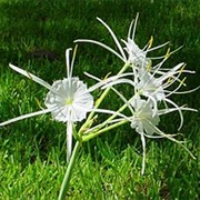 Pima Spider-Lily (Hymenocallis Pimana)
