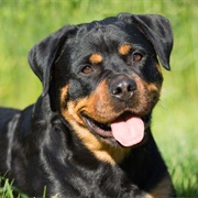 Rottweiler