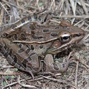 Leopard Frog