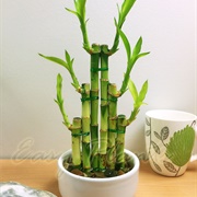Lucky Bamboo