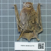 Brown Pipistrelle
