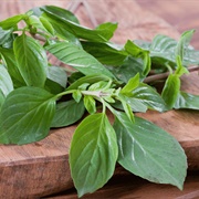 Alfavaca (Ocimum Campechianum)