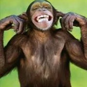 Silly Goose by Nico vs. the World