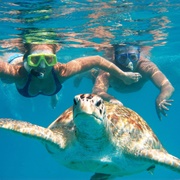 Swimming With Sea Turtles, Barbados