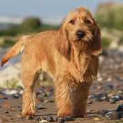 Basset Fauve De Bretagne