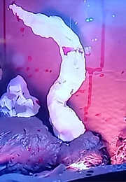 Claycat's Doom Eternal (2012)