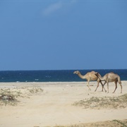 Berbera, Somaliland