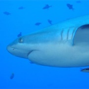 Grey Reef Shark