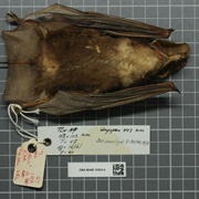 Large-Eared Free-Tailed Bat