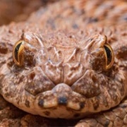Death Adder