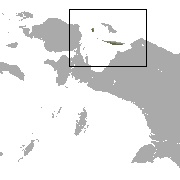 Geelvink Bay Flying Fox