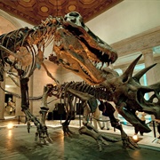 Natural History Museum of Los Angeles