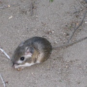 Narrow-Faced Kangaroo Rat