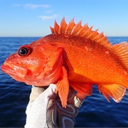 Alaska Rock Cod