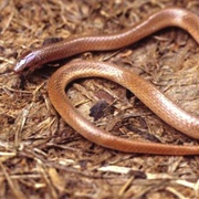 Flat-Headed Snake