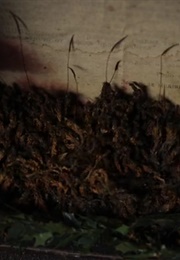 Sterile Flower (Moody) (2017)