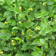 Hairy Cowpea (Vigna Luteola)