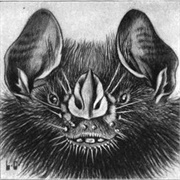 Greater Broad-Nosed Bat
