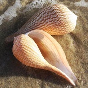 Fig Seashell