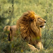 African Lion