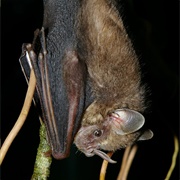 Pygmy Fruit-Eating Bat