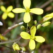 Asian Mustard (Brassica Tournefortii)