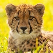 National Zoological Park (Smithsonian Institution), Washington, D.C., USA