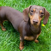 Dachshund