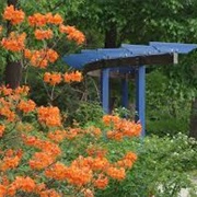 Davis Arboretum (Auburn)