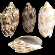 Volute Seashell