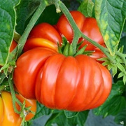 Red Brandywine Tomatoes