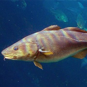 Cod